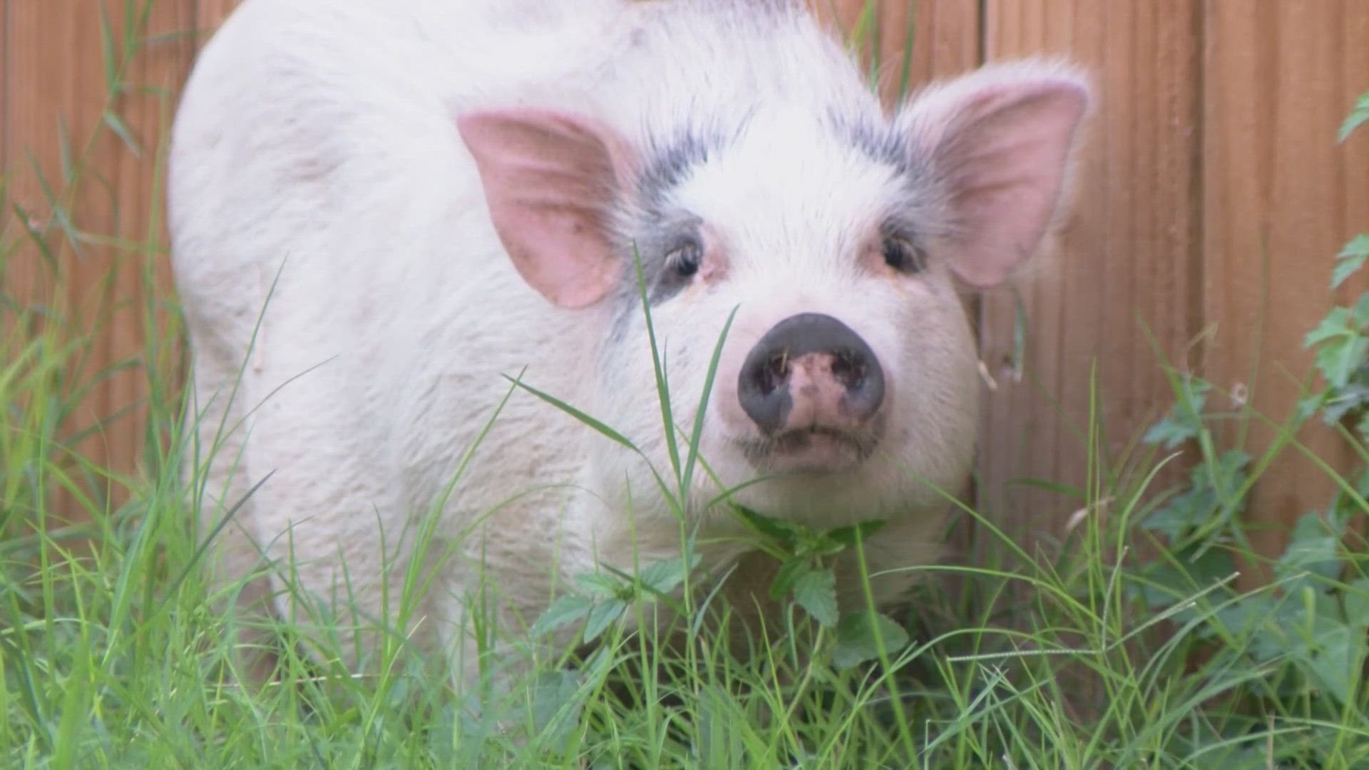 A woman discovers three pigs hiding under her car.